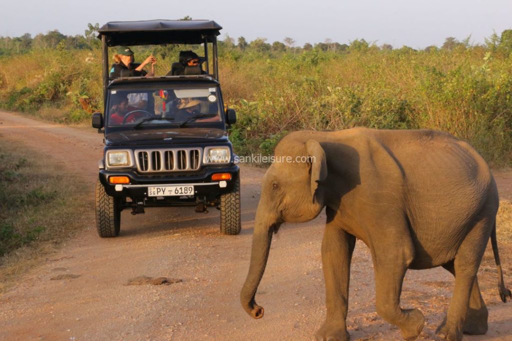 jeep safari