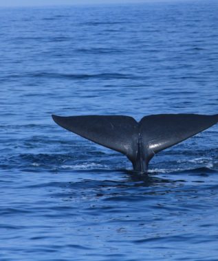 Whale tail-trincomalee