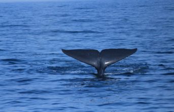 Whale tail-trincomalee