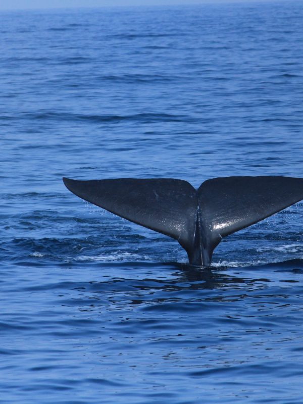 Whale tail-trincomalee