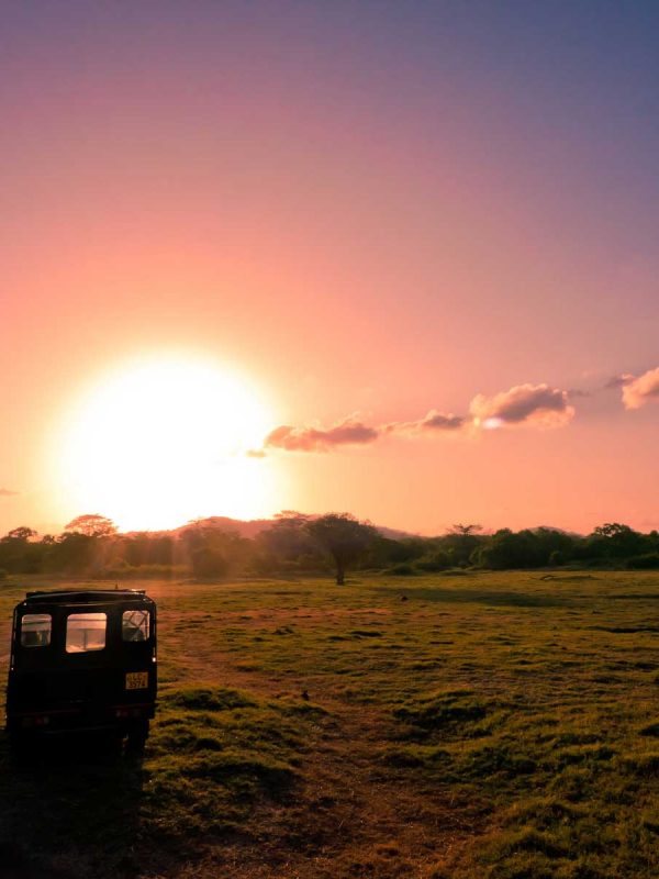 Minneriya national park jeep safari