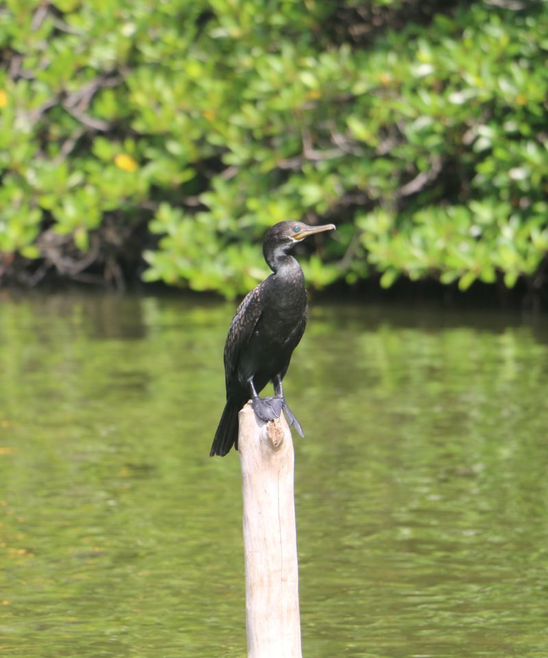 black cormorant madu river