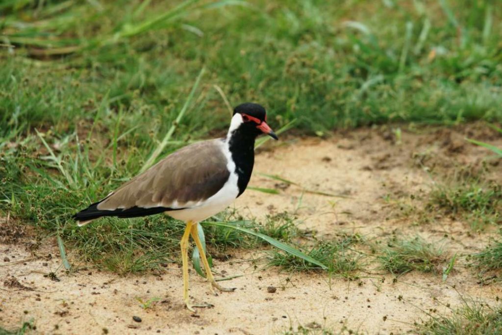 birds in sri lanka