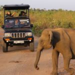 Udawalawe wild elephant cross road in front of a jeep