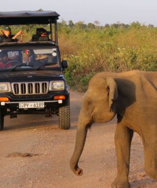 Udawalawe wild elephant cross road in front of a jeep