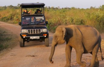 Udawalawe wild elephant cross road in front of a jeep