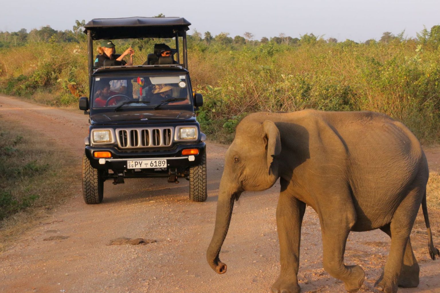 safari animal jeep
