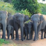 Elephants in Udawalawe