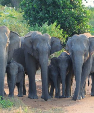 Elephants in Udawalawe