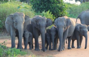 Elephants in Udawalawe