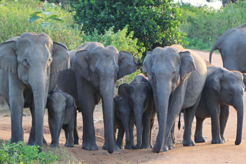 Udawalawe national park elephants