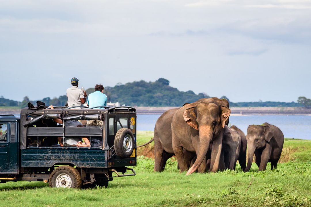 Minneriya national park jeep safari