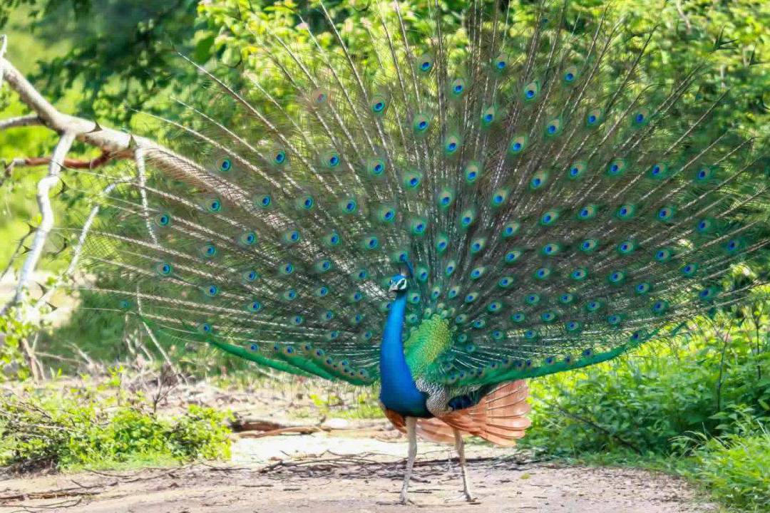 a peacock in yala national park