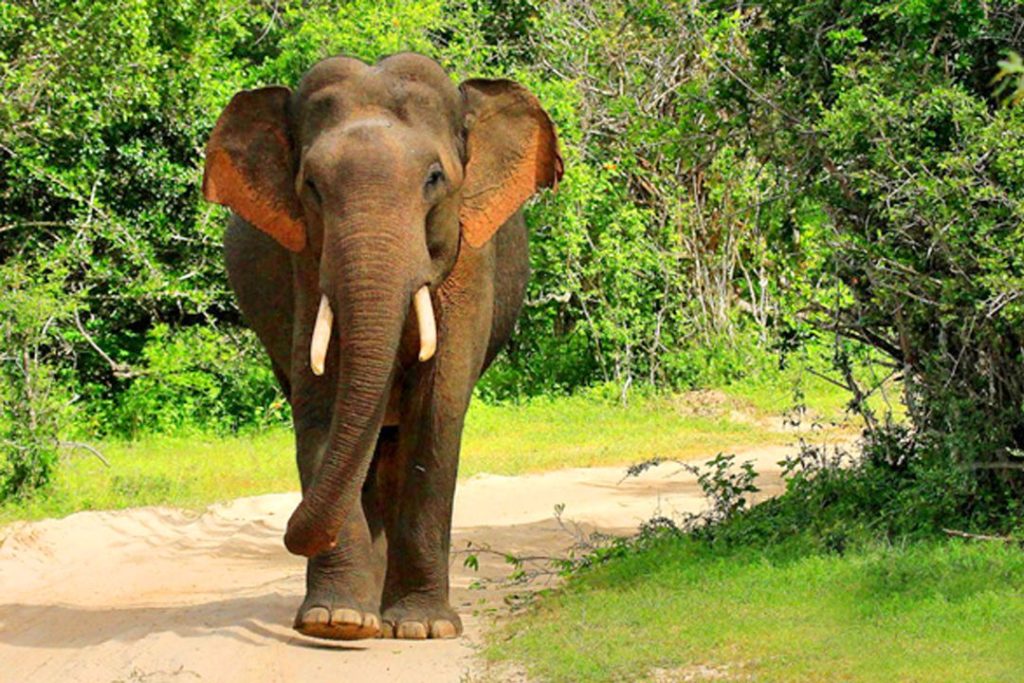 elephant in yala
