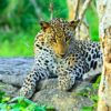 leopard in yala national park