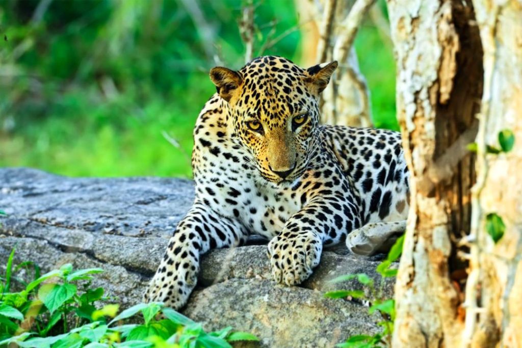 leopard in Yala national park