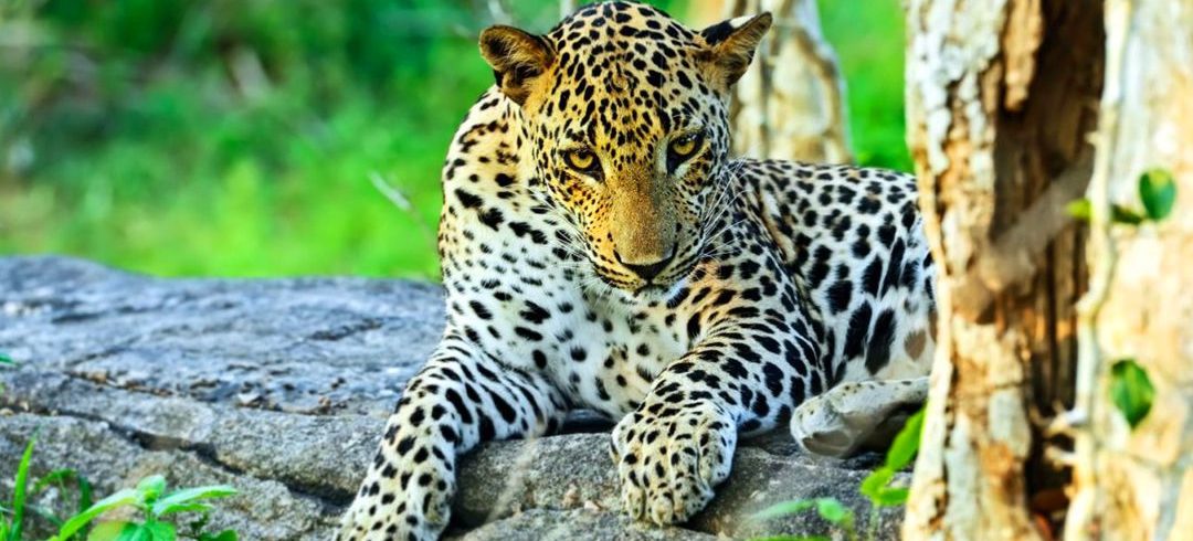 leopard in yala national park