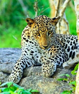 leopard in yala national park