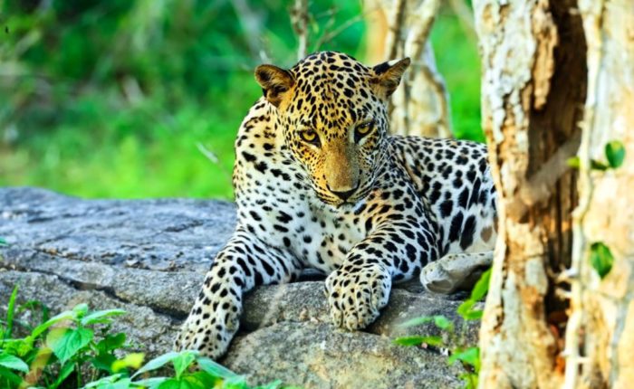 leopard in yala national park