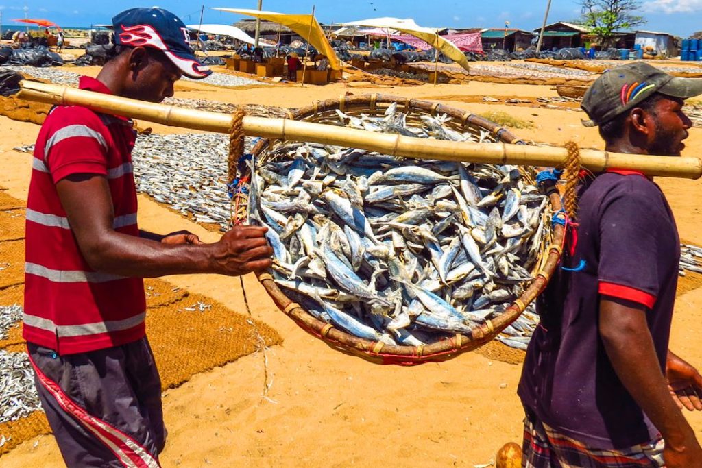 Negombo fish market dry fish