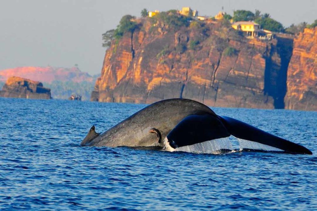 trincomalee whale watching
