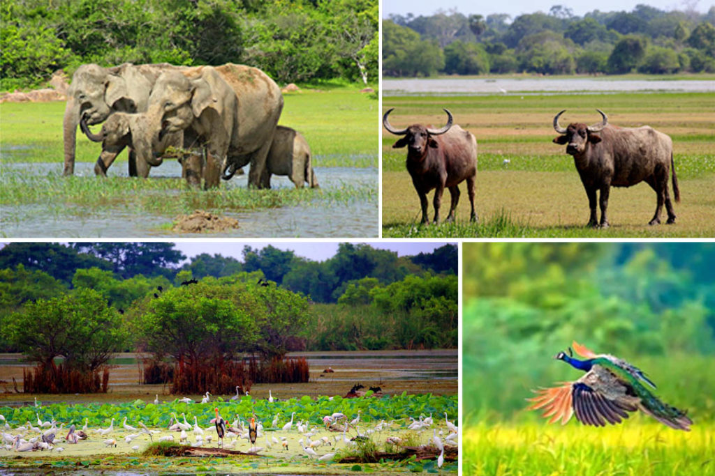 Kumana national park