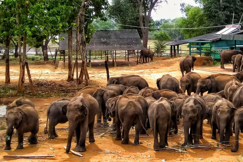 elephant transit home