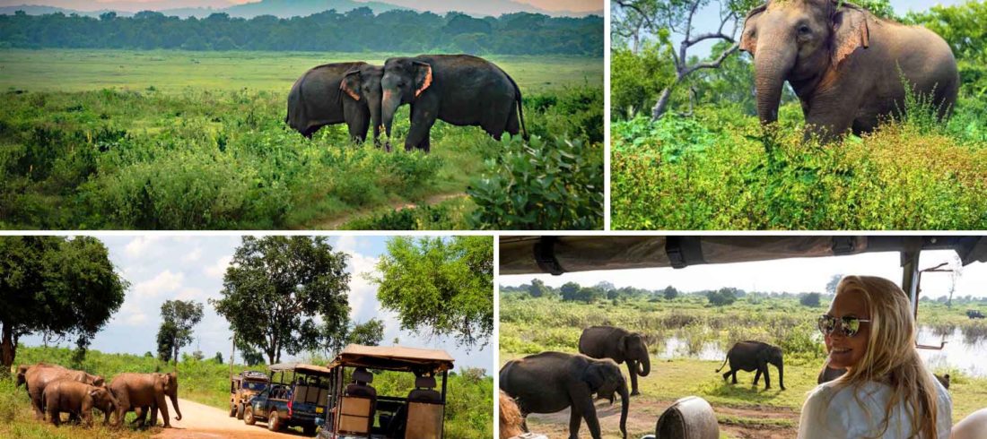 udawalawe national park