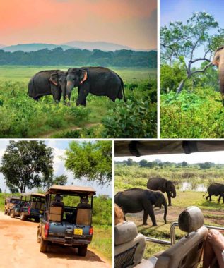 udawalawe national park