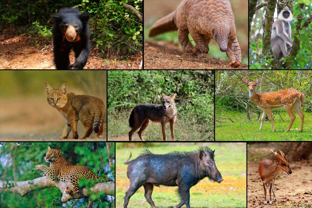 animals in udawalawe
